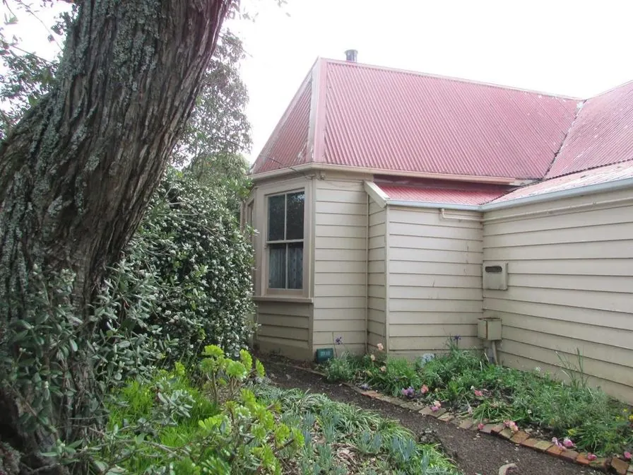 A cream clapboard cottage with a red metal roof behind a tree and a planted border